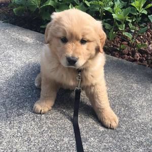 Meet your Posher, Chendan